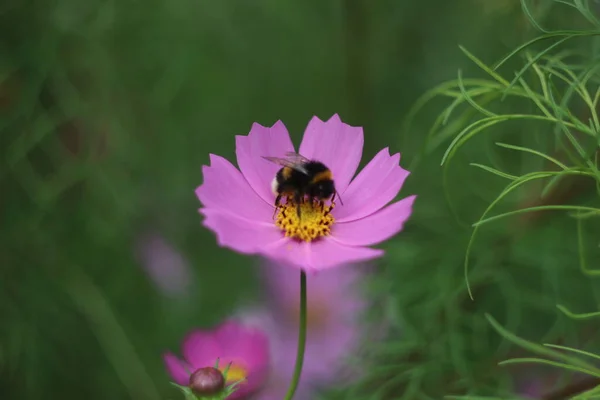 Um close de uma flor — Fotografia de Stock