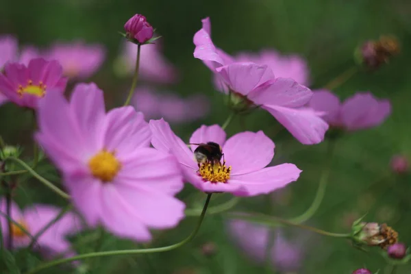 En närbild av en blomma — Stockfoto