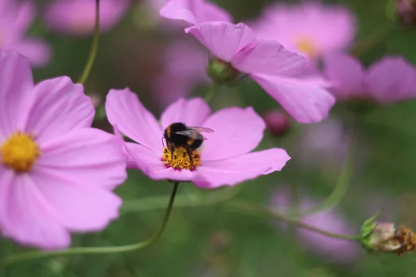 Een voorgrond van een bloem — Stockfoto