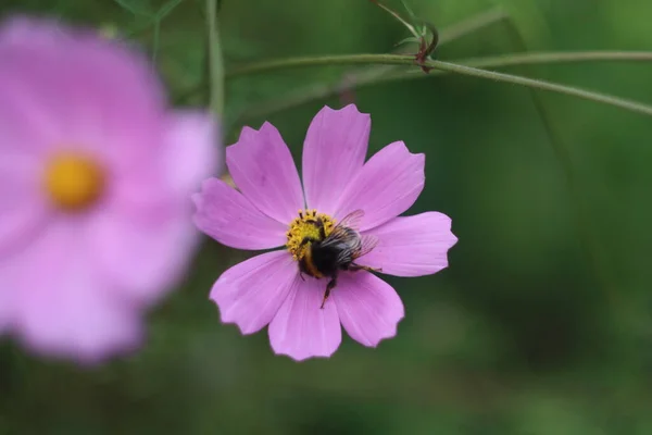 Um close de uma flor — Fotografia de Stock