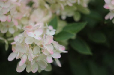 Bir çiçeğe yakın çekim