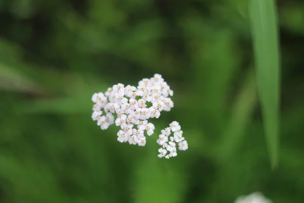 Un primo piano di un fiore — Foto Stock
