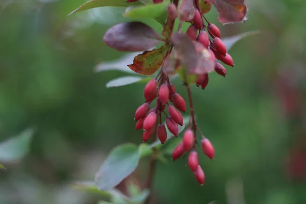 Un gros plan de fruits sur une branche — Photo