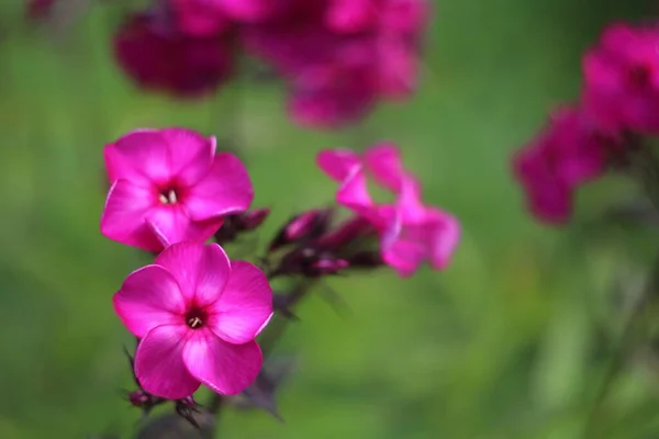 Un primo piano di un fiore — Foto Stock