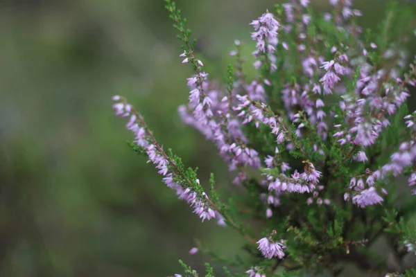 Un gros plan d'une fleur — Photo