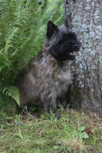 Ένας σκύλος στέκεται μπροστά από ένα δάσος — Φωτογραφία Αρχείου