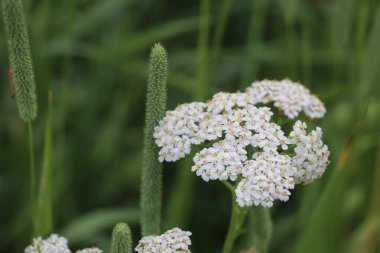 Bir çiçeğe yakın çekim