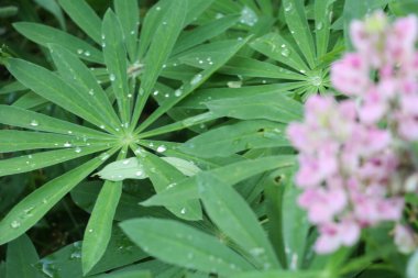 Yeşil bir bitkinin yakın çekimi.