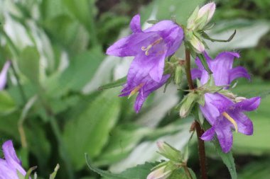 Bir çiçeğe yakın çekim