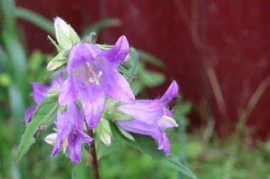 Bir çiçeğe yakın çekim