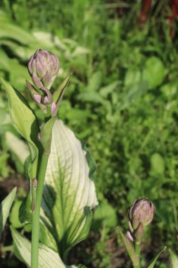 Yeşil bir bitkinin yakın çekimi.