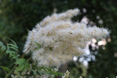 Bir çiçeğe yakın çekim