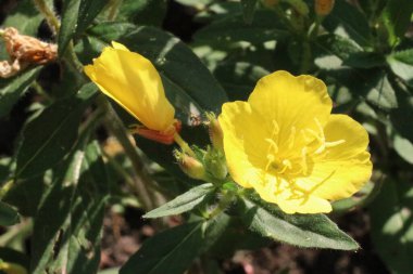 Bir çiçeğe yakın çekim