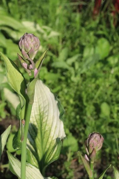 Yeşil bir bitkinin yakın çekimi.