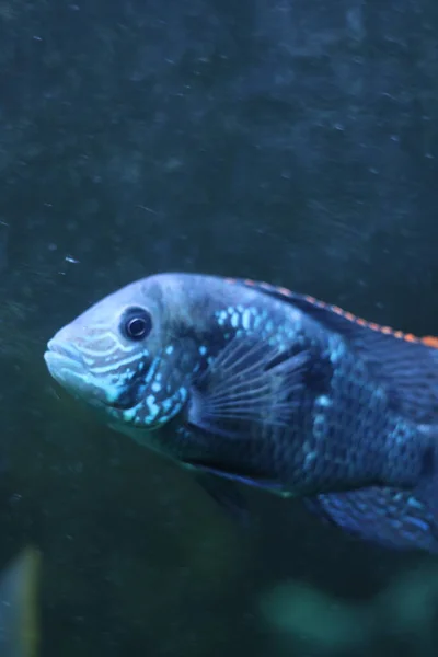 Peces azules en el acuario —  Fotos de Stock