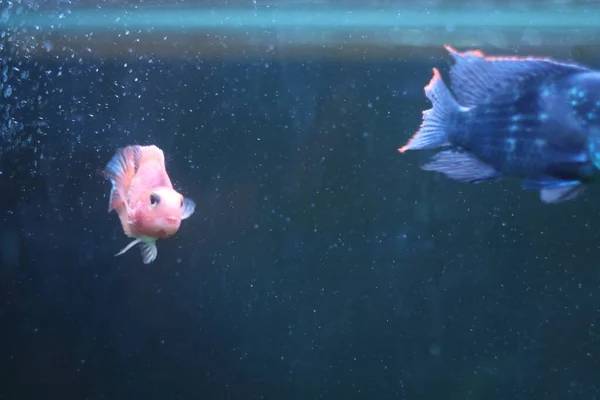 Голубая рыба в аквариуме — стоковое фото