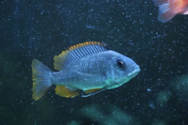 Blå fisk i akvariet — Stockfoto