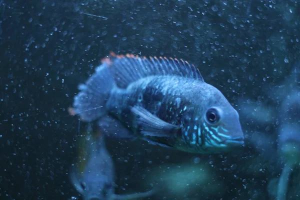 Pesci azzurri in acquario — Foto Stock