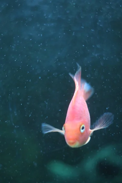 Um peixe nadando debaixo de água — Fotografia de Stock