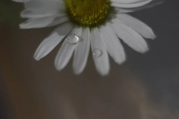 Zbliżenie kwiatu — Zdjęcie stockowe