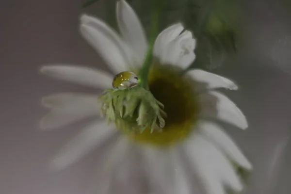 Ένα κοντινό πλάνο ενός λουλουδιού — Φωτογραφία Αρχείου
