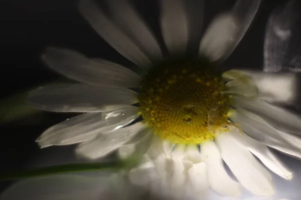Ένα κοντινό πλάνο ενός λουλουδιού — Φωτογραφία Αρχείου