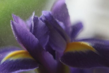 Bir çiçeğe yakın çekim