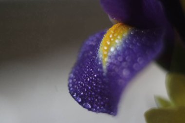 Bir çiçeğe yakın çekim