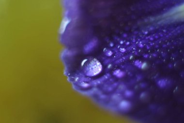 Bir çiçeğe yakın çekim