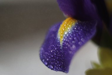 Bir çiçeğe yakın çekim