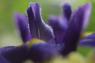 Bir çiçeğe yakın çekim