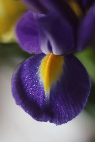 Um close de uma flor — Fotografia de Stock
