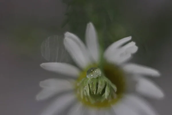 Un primer plano de una flor —  Fotos de Stock