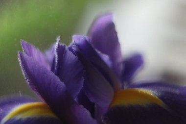 Bir çiçeğe yakın çekim