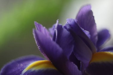 Bir çiçeğe yakın çekim