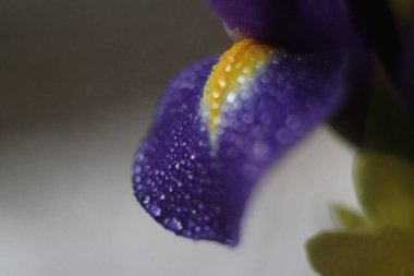 Bir çiçeğe yakın çekim