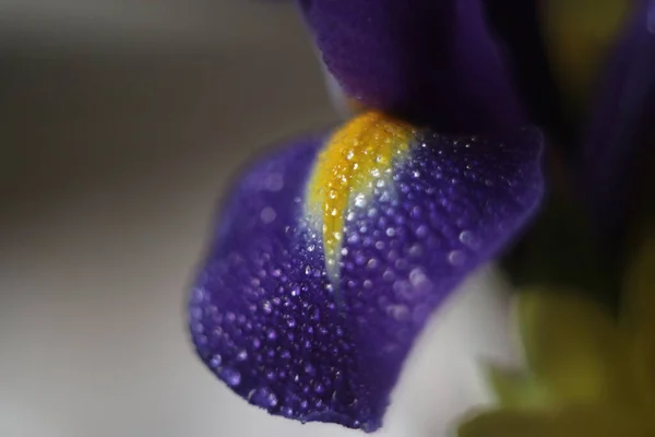 Un primer plano de una flor —  Fotos de Stock