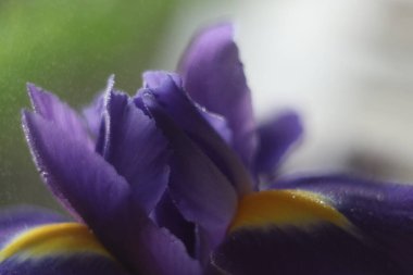 Bir çiçeğe yakın çekim