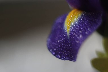 Bir çiçeğe yakın çekim