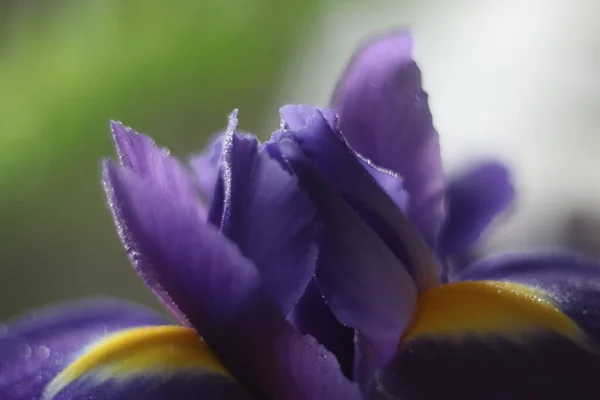 Un primer plano de una flor —  Fotos de Stock