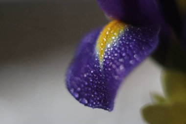 Bir çiçeğe yakın çekim