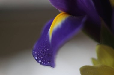 Bir çiçeğe yakın çekim