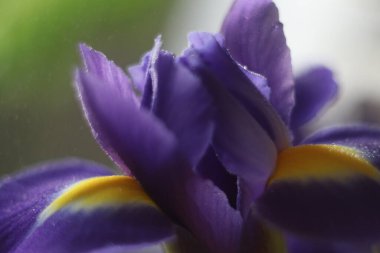 Bir çiçeğe yakın çekim