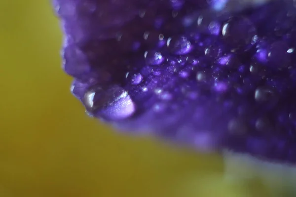 Uma gota de água em uma pétala de flor roxa — Fotografia de Stock