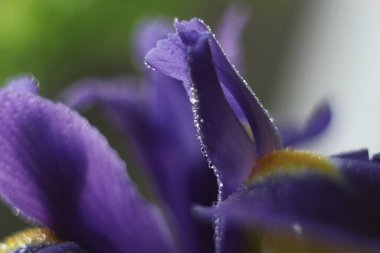 Bir çiçeğe yakın çekim