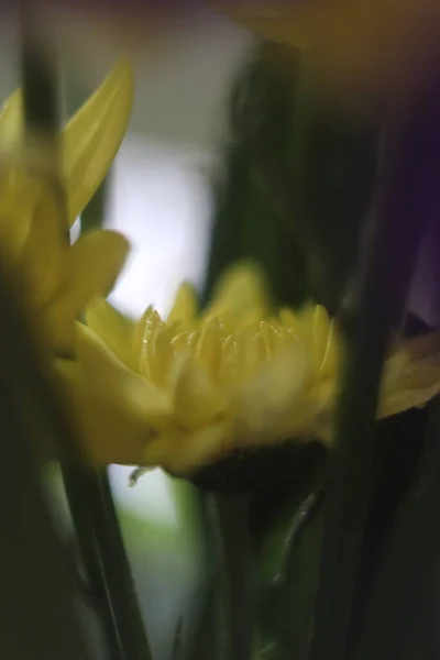 Un primo piano di un fiore — Foto Stock