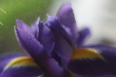 Bir çiçeğe yakın çekim