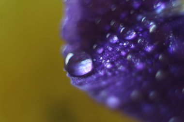 Mor bir çiçeğin üzerindeki bir damla su.
