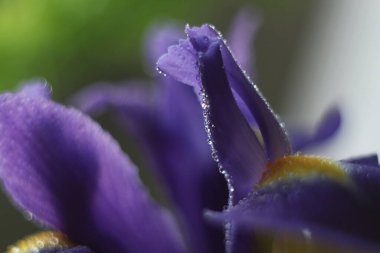 Bir çiçeğe yakın çekim