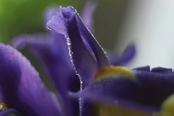 Um close de uma flor — Fotografia de Stock
